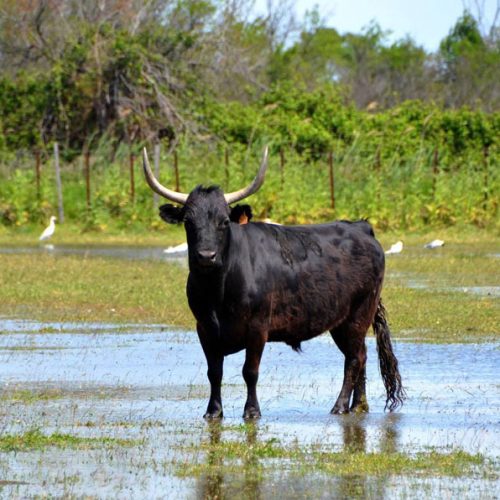 manade-vidourlenque-tradition-camargue-taureaux-domaine-naturel-011
