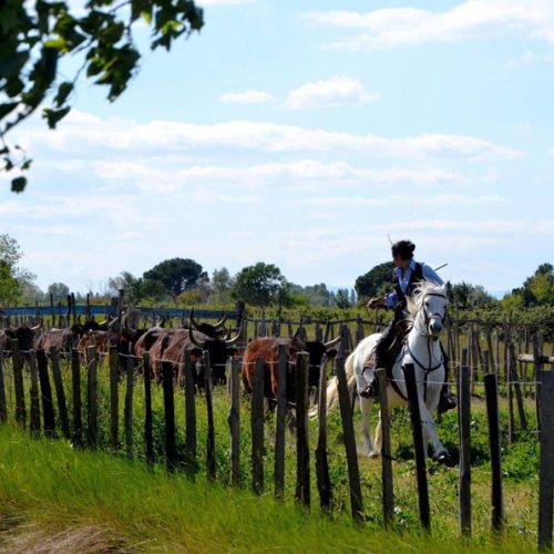 manade-vidourlenque-tradition-camargue-taureaux-domaine-naturel-012