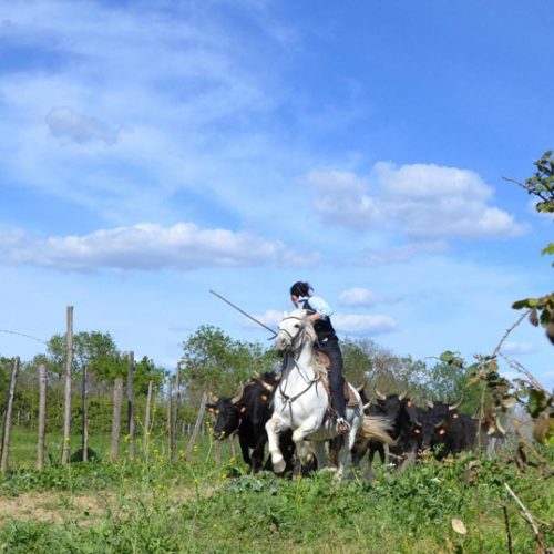 manade-vidourlenque-tradition-camargue-taureaux-domaine-naturel-013