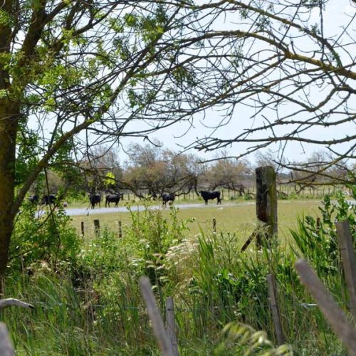 manade-vidourlenque-tradition-camargue-taureaux-domaine-naturel-014