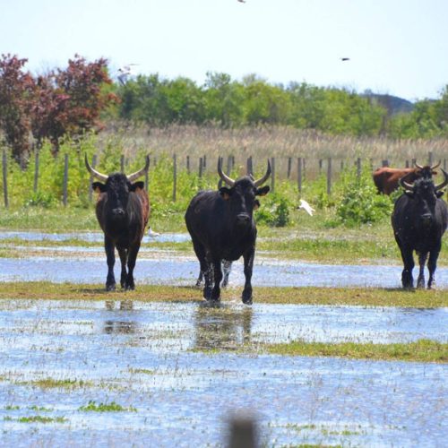 manade-vidourlenque-tradition-camargue-taureaux-domaine-naturel-015