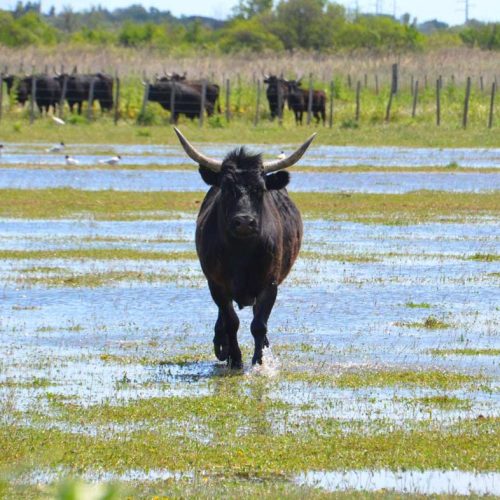 manade-vidourlenque-tradition-camargue-taureaux-domaine-naturel-016