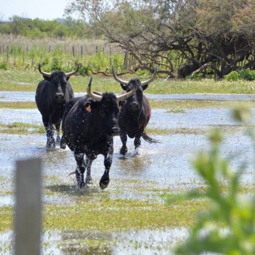 manade-vidourlenque-tradition-camargue-taureaux-domaine-naturel-017