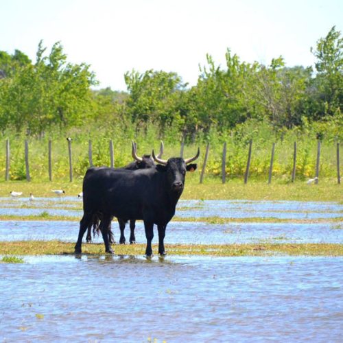 manade-vidourlenque-tradition-camargue-taureaux-domaine-naturel-09