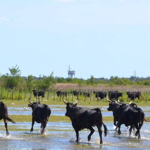 manade-vidourlenque-tradition-camargue-taureaux-domaine-naturel-slider10
